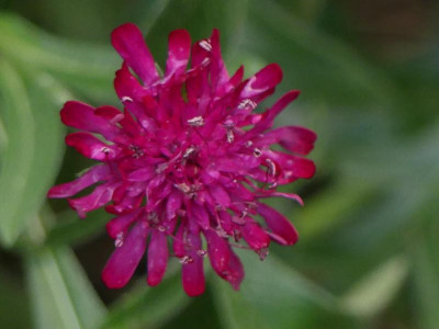 Knautia.JPG