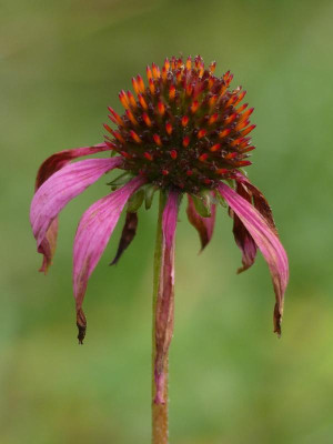 Echinacea.JPG