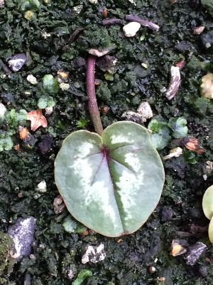 Cycl. rote Adern.jpg