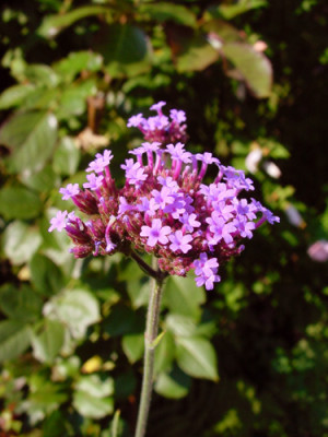verbena_bonariensis_04.jpg