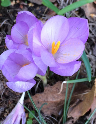 herbstcrocus.jpg