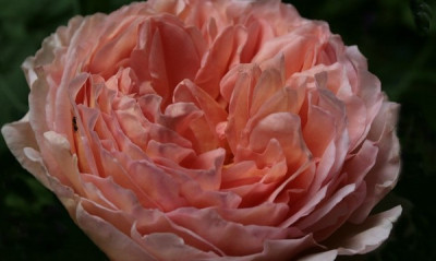 comp_Abraham_Darby_vollerbl..jpg