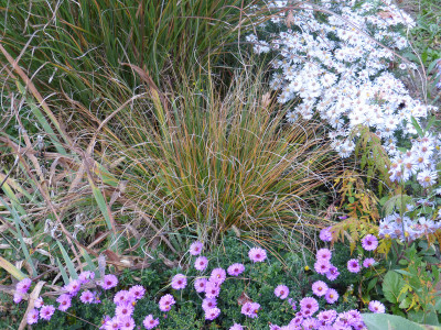 2018-10-20 Pennisetum.jpg