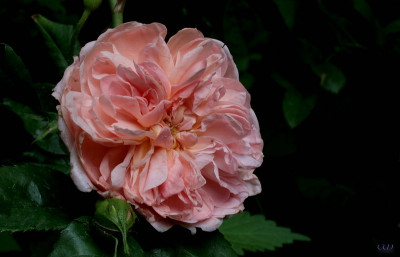 comp_John_Keats_vollebl.1.jpg