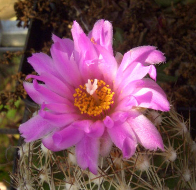 Cactus_incognitus.jpg