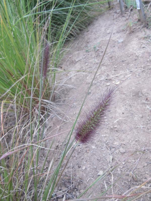 Viridescens 4.jpg