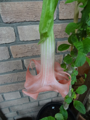 Rosalao.JPG