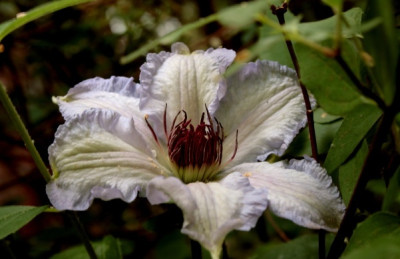 new_Clematis_Ekstra_2.jpg