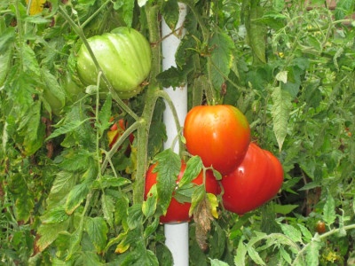 Tomate Fleisch Frucht.JPG