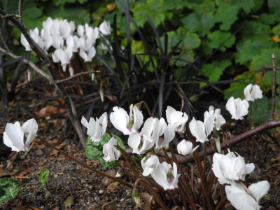 Cyclamen hederifolium 'Album' 2017-08-28 3.jpg.JPG