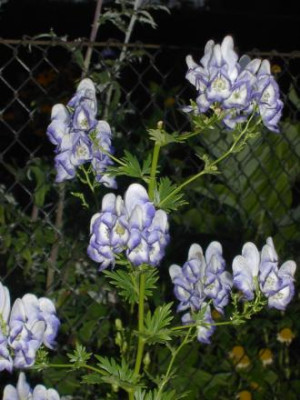 aconitum_cammarum_bicolor.jpg