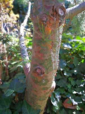 IMG_20181028_114816 Pinus bungeana.jpg