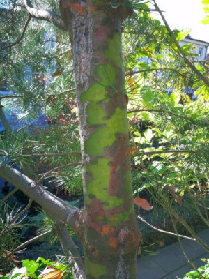 IMG_20181028_114838 Pinus bungeana.jpg