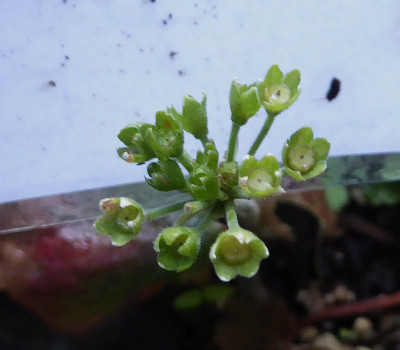 unbekannte Primulaceae   ...  9.10.18 001.jpg