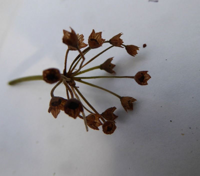 unbekannte Primulaceae  ...  9.10.18 009.jpg