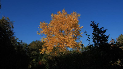 GidW - HERBSTFARBEN.jpg
