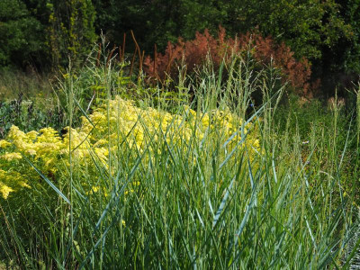 Solidago canadensis 'Loysder Crown' blaues Panicum JakobstuinP8250002.JPG