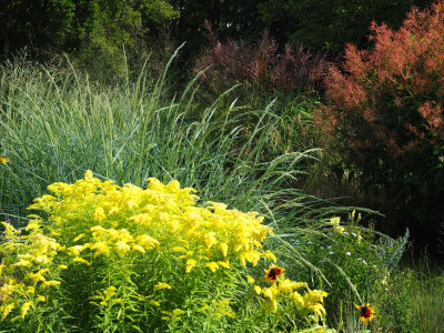 Solidago canadensis 'Loysder Crown' Jakobstuin P8250014.JPG