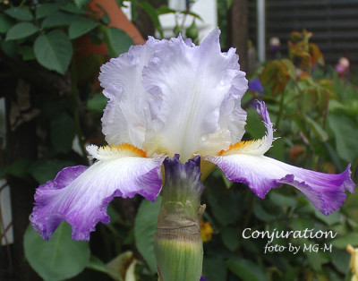 Imgp1159-Conjuration.jpg