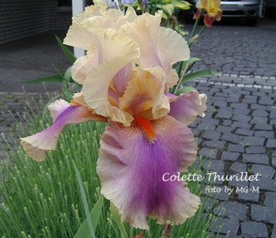 Imgp1197-Col-Thurillet.jpg
