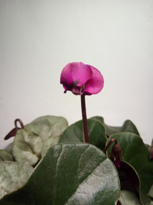 Cyclamen coum.jpg
