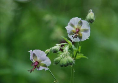 geranium_phaeum_fund_an_der_muerz.jpg