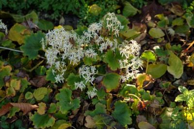 DSCF7014_3469.JPG
