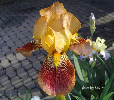 Imgp0963.jpg