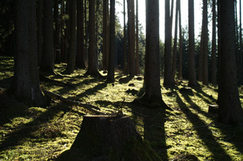 Wald060901.jpg