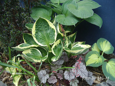 Imgp1199-Hostas.jpg