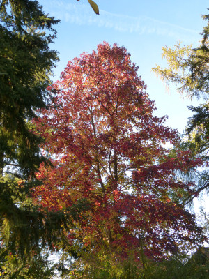 2018-10-31 Foerstergarten 9.jpg