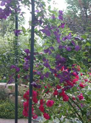 Twist__Ital._Waldrebe_Etoile_Violette_0001__S3_29044.jpg