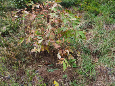 Hang Paeonia Lutea PA310127.JPG