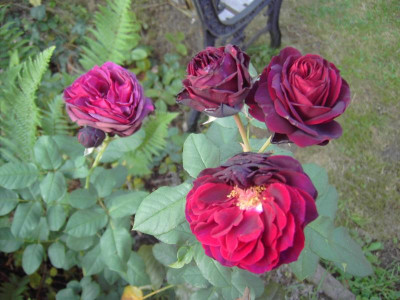 PICT2377.JPG