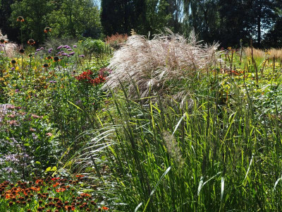 Miscanthus P8250039.JPG