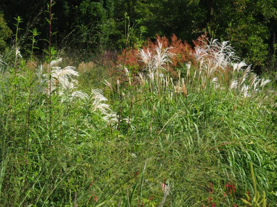 Miscanthus P8250013.JPG