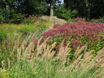 Pennisetum orientale 'Karley Rose' P8250023.JPG