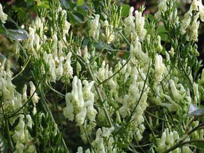 Aconitum_TT.JPG