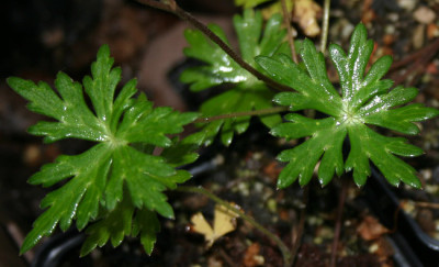 IMG_2611_eAconitum_volubile_Blatt.JPG