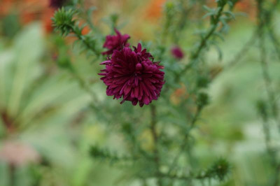 DSC08913.JPG