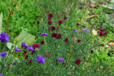 DSC08912.JPG