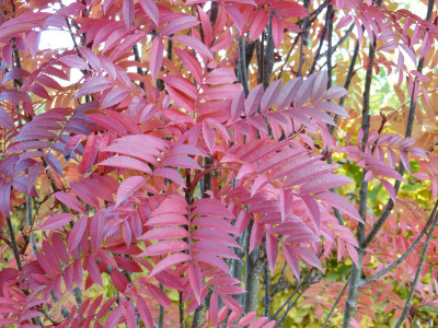 2018-10-31 Sorbus 'Autumn Spire'.jpg