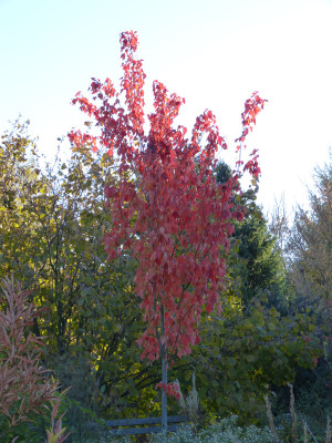 2018-10-31 Acer x freemanii 'Jeffers Red'.jpg