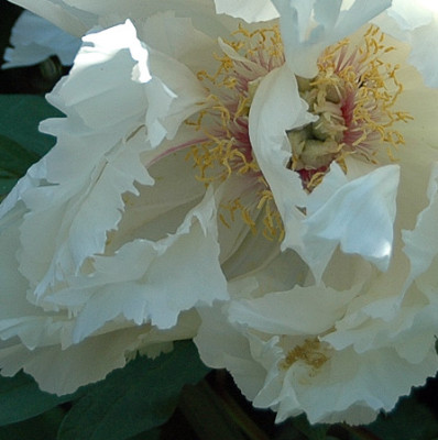 DSC_0093_Paeonie_1.jpg