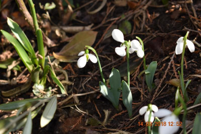 Galanthus 015.JPG