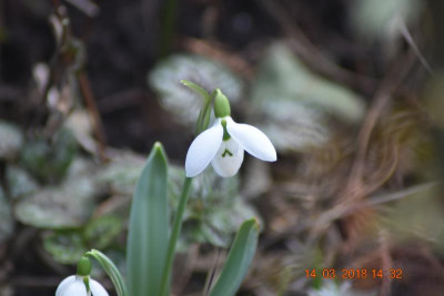 Galanthus 022.JPG