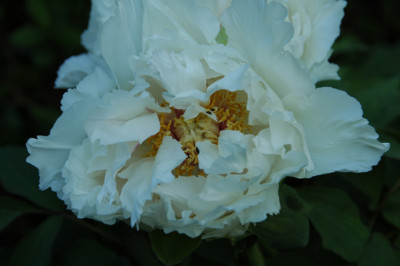 DSC_0093_Paeonie_2.jpg