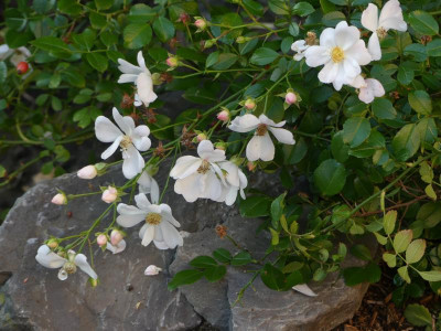 Sternenflor.JPG