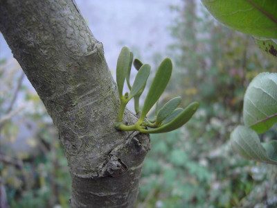 PICT2463.JPG