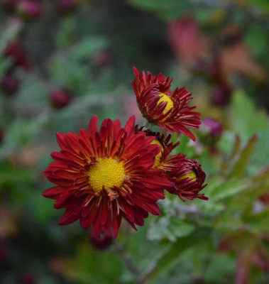 Chrysanthemum-unbekannt-rot.18-1.jpg